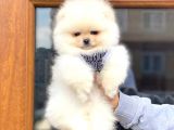 Pomeranian Boo Teddy Face Erkek Yavrumuz