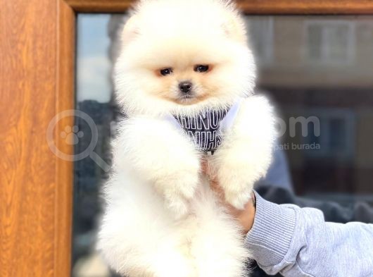 Pomeranian Boo Teddy Face Erkek Yavrumuz görsel