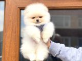 Mini Boy Pomeranian Boo Yavrumuz