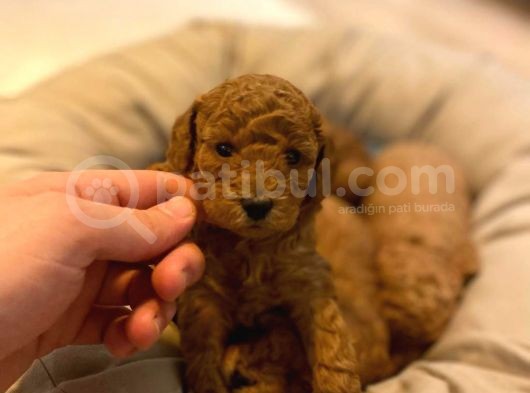 Toypoodle Redbrown Mini Dişi Erkek Yavrularımız görsel