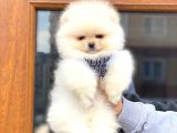 Pomeranian Boo Teddy Face Erkek Yavrumuz