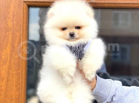Pomeranian Boo Teddy Face Erkek Yavrumuz görsel