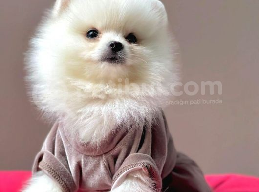 Safkan Pomeranian Boo Yavrularımız görsel