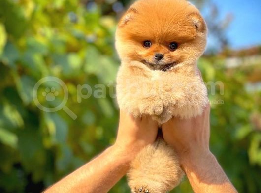 Ayı Surat Pomeranian Boo Yavrularımız görsel