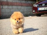 Ayı Surat Pomeranian Boo Yavrularımız