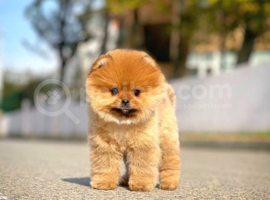 Ayı Surat Pomeranian Boo Yavrularımız görsel