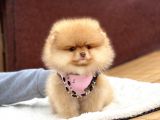 Ayıcık Suratlı Pomeranian Boo Yavrumuz
