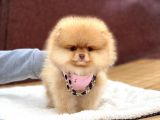 Ayıcık Suratlı Pomeranian Boo Yavrumuz