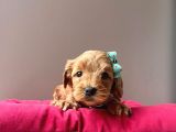 Safkan Maltipoo Yavrularımız