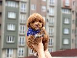 Toypoodle Red Erkek Mini Boy Erkek Yavrumuz