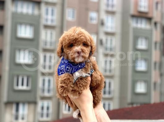 Toypoodle Red Erkek Mini Boy Erkek Yavrumuz görsel