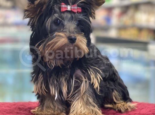 5 Aylık Dişi Yorkshire Terrier Yavrumuz görsel