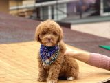 Toypoodle Red Erkek Mini Boy Erkek Yavrumuz