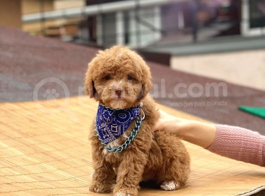 Toypoodle Red Erkek Mini Boy Erkek Yavrumuz görsel