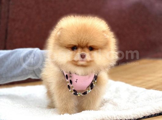 Pomeranian Boo Teddy Face Erkek Yavrumuz