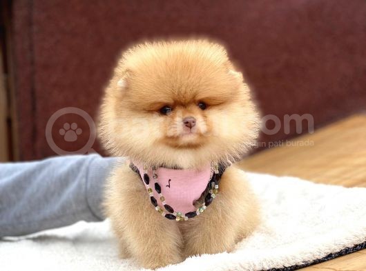 Pomeranian Boo Teddy Face Erkek Yavrumuz görsel