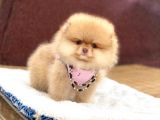 Ayıcık Suratlı Pomeranian Boo Yavrumuz