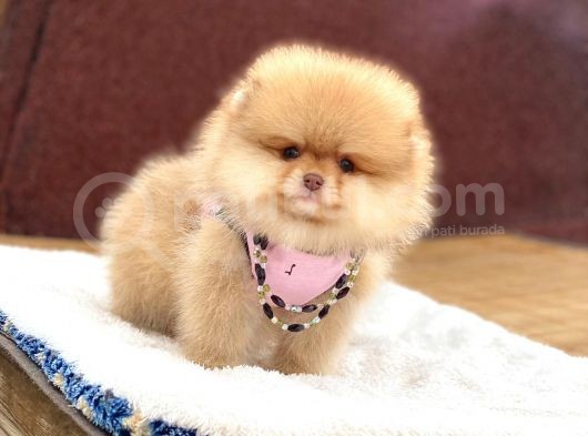 Ayıcık Suratlı Pomeranian Boo Yavrumuz görsel