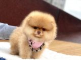 Pomeranian Boo Teddy Face Erkek Yavrumuz