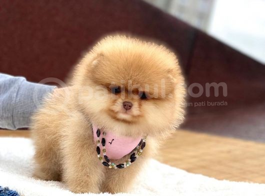Pomeranian Boo Teddy Face Erkek Yavrumuz görsel
