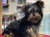 5 Aylık Dişi Yorkshire Terrier Yavrumuz