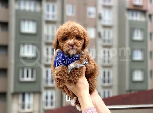 Toypoodle Red Erkek Mini Boy Erkek Yavrumuz