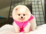 Pomeranian Boo Teddy Face Dişi Yavrumuz