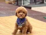 Toypoodle Red Erkek Mini Boy Erkek Yavrumuz