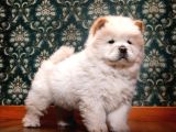 Safkan Chow Chow Yavrumuz