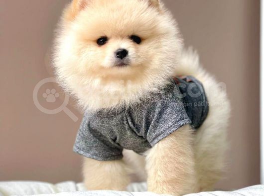 Safkan Pomeranian Boo Yavrularımız görsel