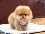 Pomeranian Boo Teddy Face Erkek Yavrumuz