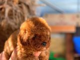Orji̇nal Mi̇ni̇ Toy Poodle Yavrumuz