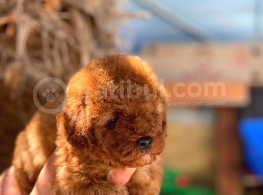 Orji̇nal Mi̇ni̇ Toy Poodle Yavrumuz