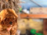 Orji̇nal Mi̇ni̇ Toy Poodle Yavrumuz