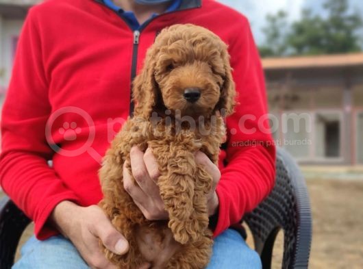 Mi̇ni̇ Poodle Yavrumuz görsel
