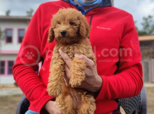 Mi̇ni̇ Poodle Yavrumuz