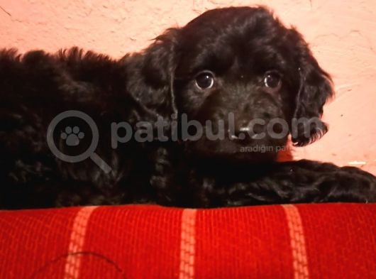 Si̇yah Toy Poodle Yavrumuz