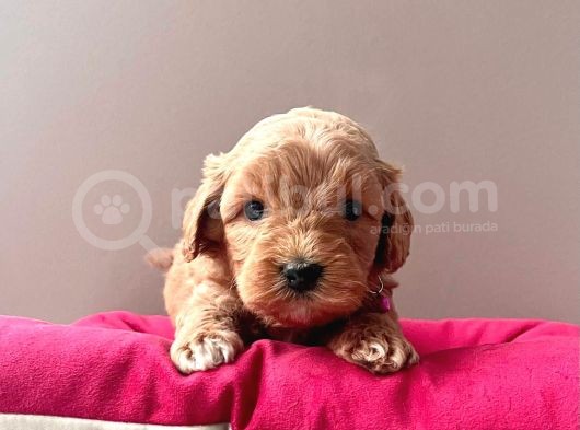 A Kalite Maltipoo Yavrular görsel