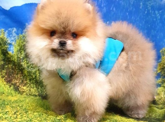 Pomeranian Boo Teddy Bear Yavrular görsel