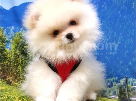 Pomeranian Boo Yavrularımız görsel