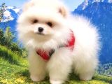 Pomeranian Boo Yavrularımız