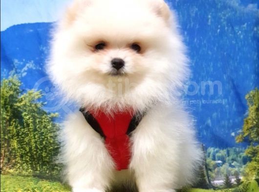 Pomeranian Boo Yavrularımız görsel