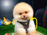 Aa Kalite Safkan  Pomeranian Oğlumuz