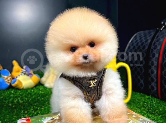 Aa Kalite Safkan  Pomeranian Oğlumuz görsel