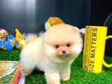 Aa Kalite Safkan  Pomeranian Oğlumuz