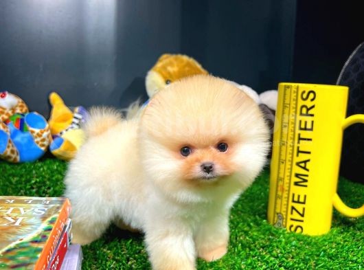 Aa Kalite Safkan  Pomeranian Oğlumuz görsel