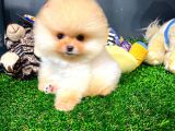 Aa Kalite Safkan  Pomeranian Oğlumuz
