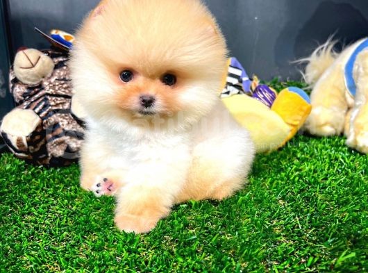 Aa Kalite Safkan  Pomeranian Oğlumuz görsel