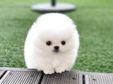 Aa Kalite Safkan  Pomeranian Oğlumuz