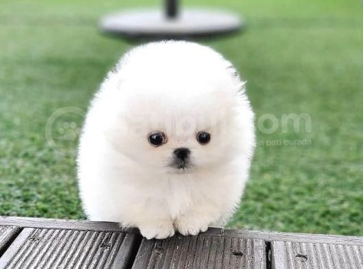 Aa Kalite Safkan  Pomeranian Oğlumuz görsel